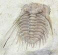 Spiny Kettneraspis Trilobite - Oklahoma #43792-1